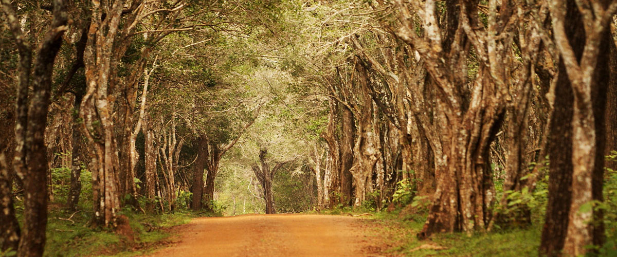 About Wilpattu Sri Lanka