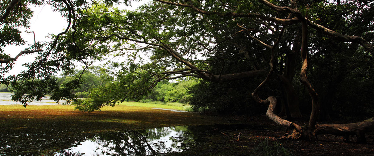 About Wilpattu Sri Lanka