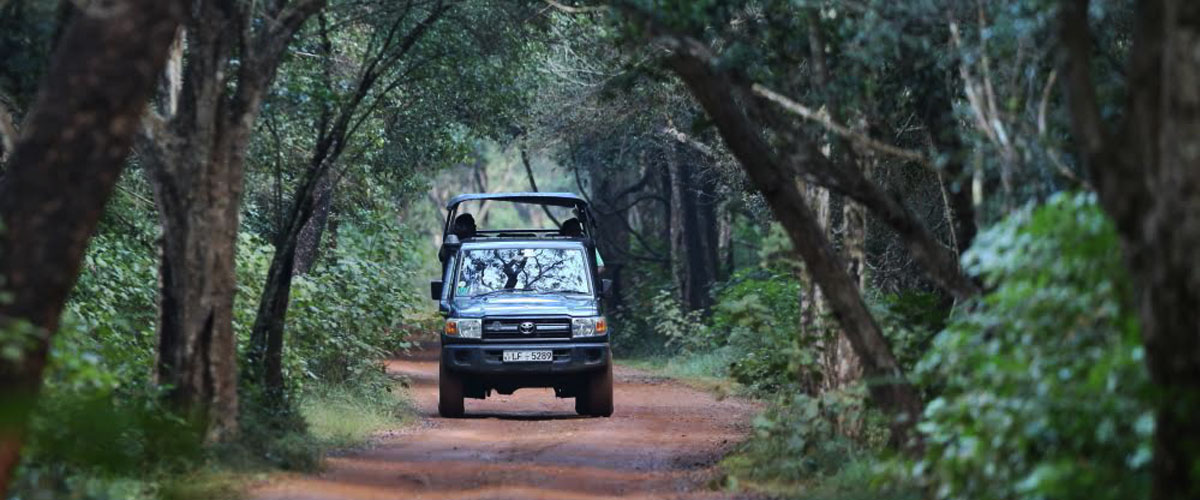 wilpattu national park safari camp