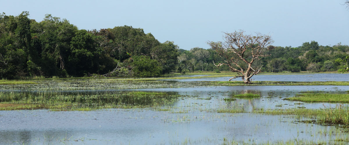 Who you will meet at Camp Wilpattu Sri Lanka