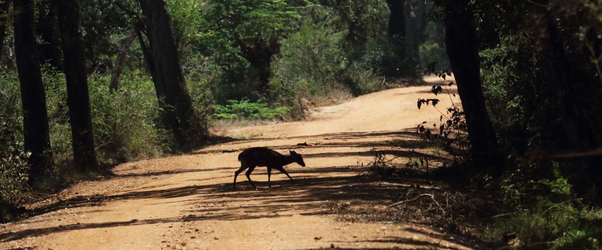 Who you will meet at Camp Wilpattu Sri Lanka