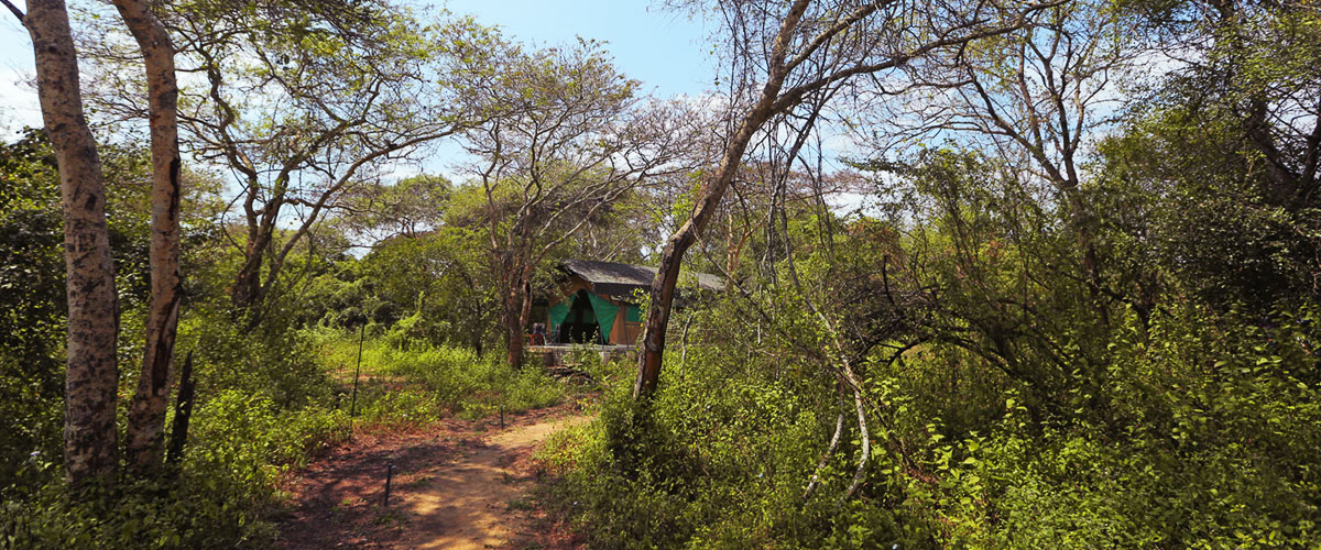 Who you will meet at Camp Wilpattu Sri Lanka