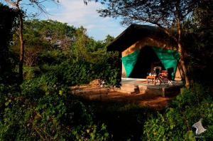 wilpattu safari camp